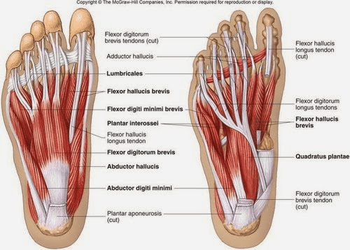foot-muscle